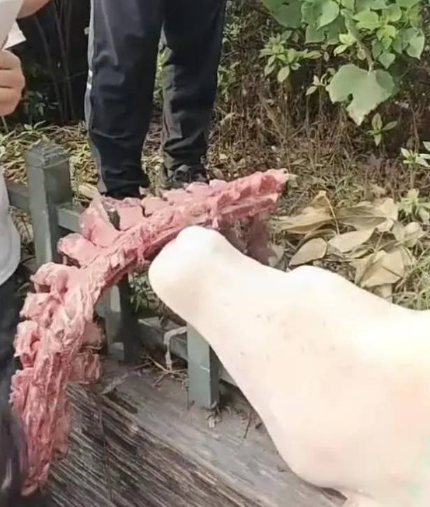 四川自贡一小学被曝使用发臭猪肉<strong></p>
<p>马蓉</strong>，官方通报：已封存，正在检测