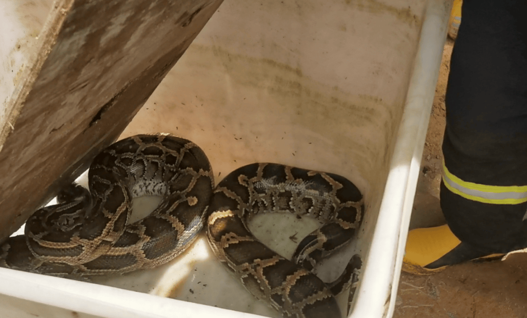 广东一地现3米长70斤巨蟒<strong></p>
<p>商行</strong>，吐出一只30斤整羊，消防员4分钟抓捕