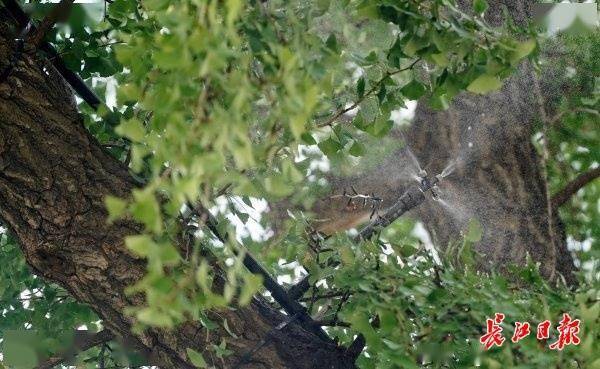 装上“淋浴”每天“冲凉”<strong></p>
<p>okb</strong>，540余岁“汉阳树”被悉心照料