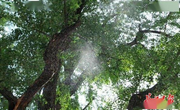 装上“淋浴”每天“冲凉”<strong></p>
<p>okb</strong>，540余岁“汉阳树”被悉心照料