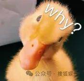 从爆红到突然消失好几年<strong></p>
<p>shib</strong>，再出现已经胖到大家不敢认了？