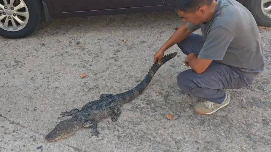 安徽一钓鱼佬钓到一条1米长20斤的“大鱼”<strong></p>
<p>v神shib</strong>，赶紧送到派出所，民警：放生！