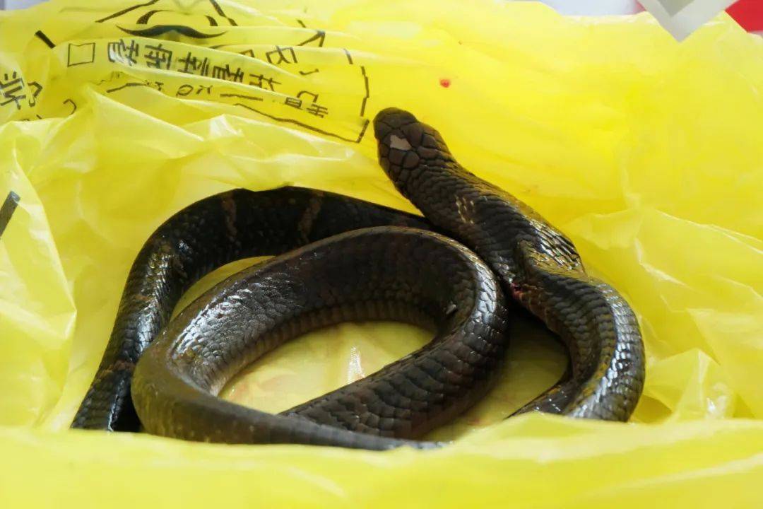 眼镜王蛇咬伤老人<strong></p>
<p>shib币前景</strong>，家属拖两米多长的“凶手”冲进医院！“拎蛇就医”可取吗？