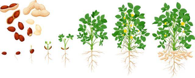 “花生上树”闹剧：AI翻车背后<strong></p>
<p>tp钱包官网下载</strong>，我们都在弄丢常识？