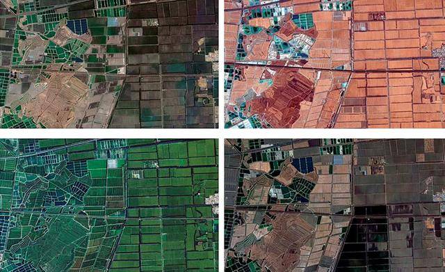 应付卫星执法<strong></p>
<p>tp钱包安卓版</strong>，给屋顶盖绿布模仿农田