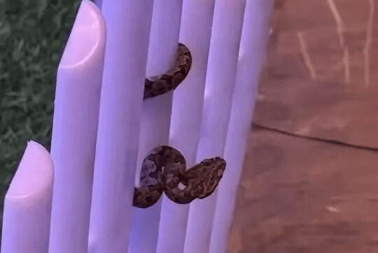 九寨沟一酒店大堂出现蝮蛇<strong></p>
<p>tp钱包</strong>，小孩还摸了蛇头！当地通报：孩子没被咬伤，已全面排查