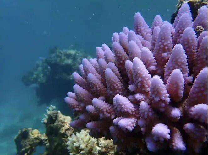 权威解读:为何建立黄岩岛国家级自然保护区<strong></p>
<p>tp钱包</strong>?