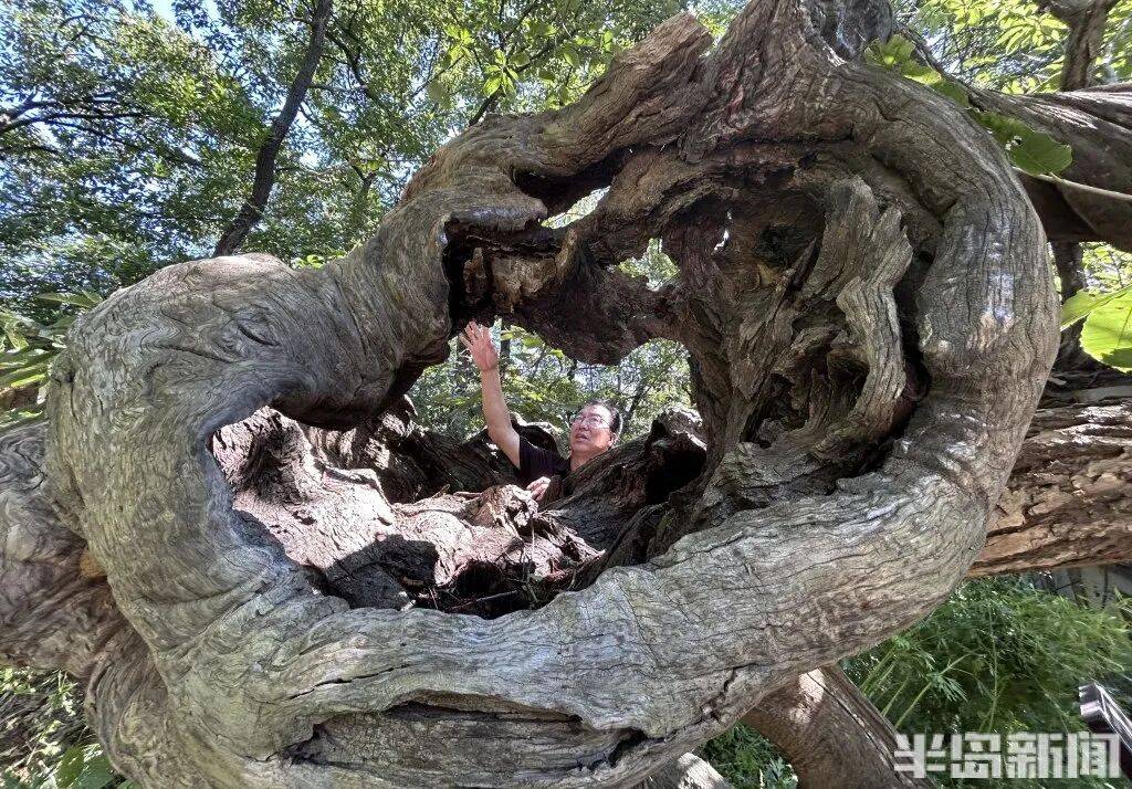 1014岁！青岛这棵“千年树王”<strong></p>
<p>tp钱包是正规平台</strong>，主干碳化严重，镂空处能站两人！每年仍可结果数十斤→