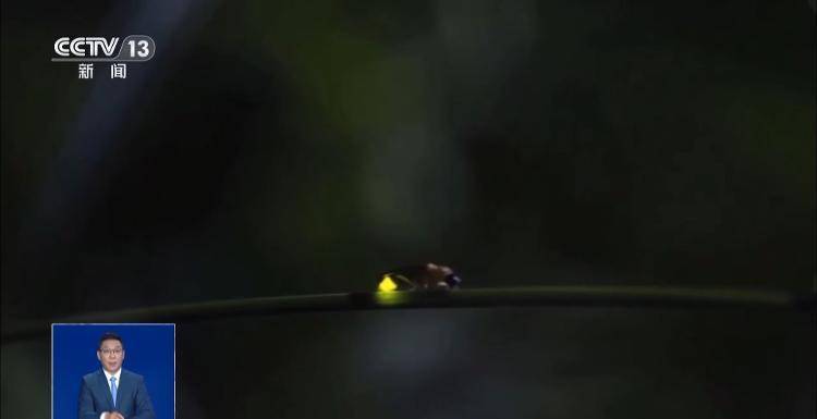 网传萤火虫濒临灭绝，是真的吗？