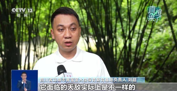 网传萤火虫濒临灭绝<strong></p>
<p>tp钱包安卓版官方下载</strong>，是真的吗？