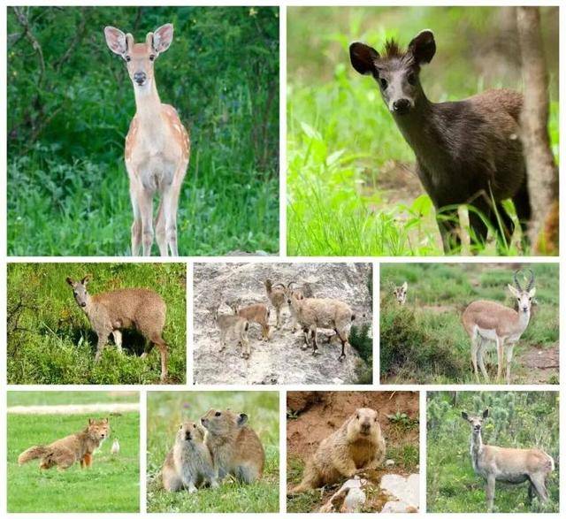 “感谢大家支持我大闹天宫……”蔡国强烟花秀现场感言视频披露<strong></p>
<p>tp钱包app下载安装</strong>,又遭质疑!