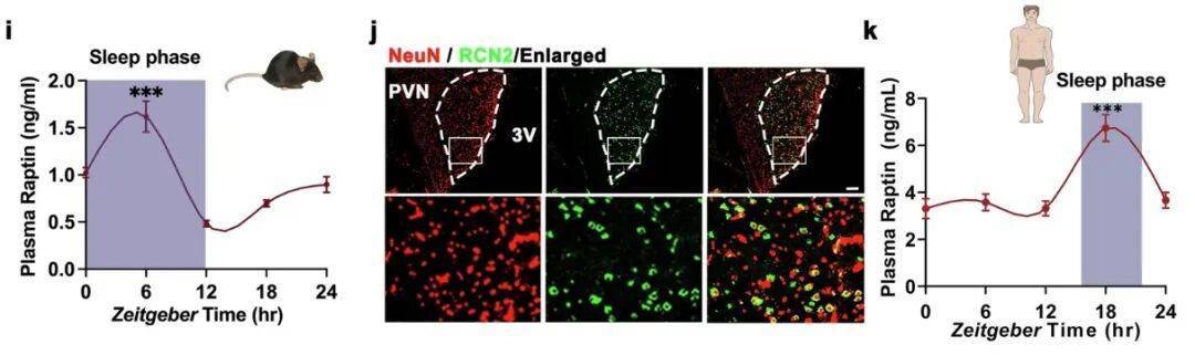 多睡1小时<strong></p>
<p>trx价格</strong>，两周瘦1斤？不知道的亏大了