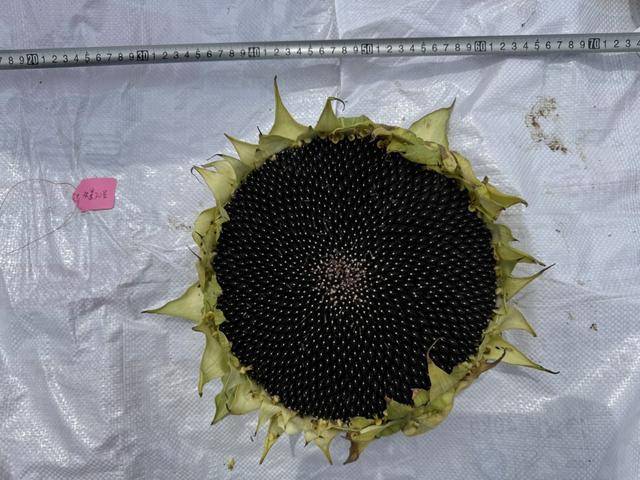 紫色向日葵、多彩胡萝卜、双色火龙果亮相青岛，种子盛会变身“未来食物实验室”