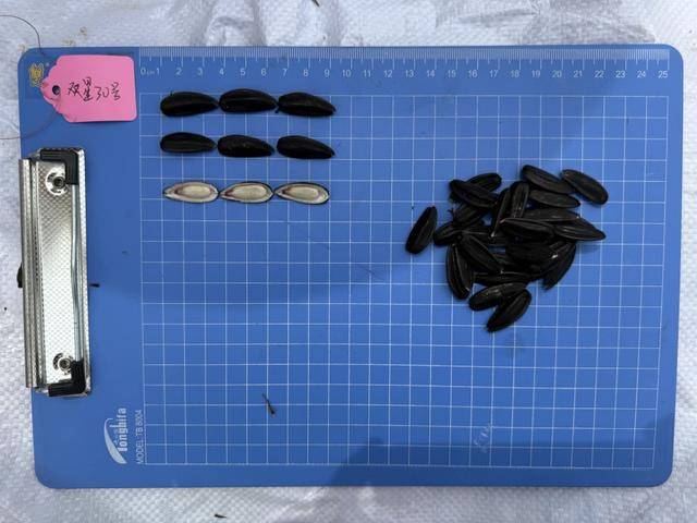 紫色向日葵、多彩胡萝卜、双色火龙果亮相青岛<strong></p>
<p>trx价格</strong>，种子盛会变身“未来食物实验室”