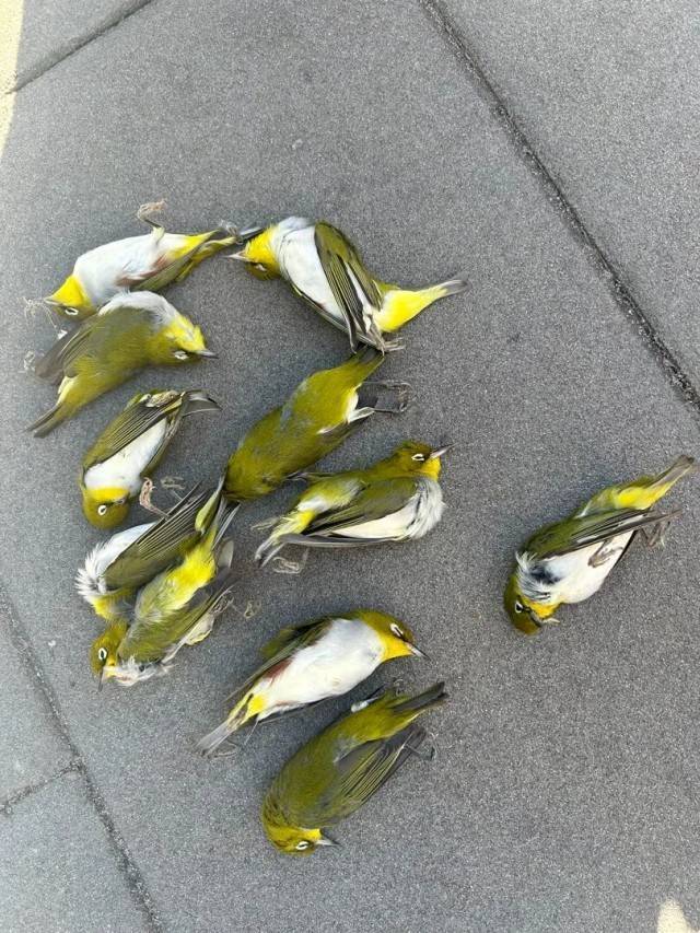 北京一座大厦楼下躺了14只鸟<strong></p>
<p>TRX币</strong>，12只已死亡！元凶竟是玻璃