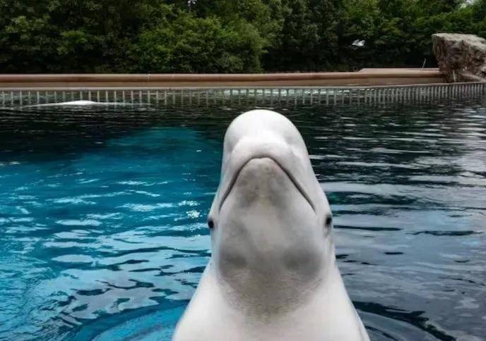 宁愿全部安乐死<strong></p>
<p>usdt钱包</strong>，也不给中国？加拿大养不起30头白鲸，中国愿接手，然而...