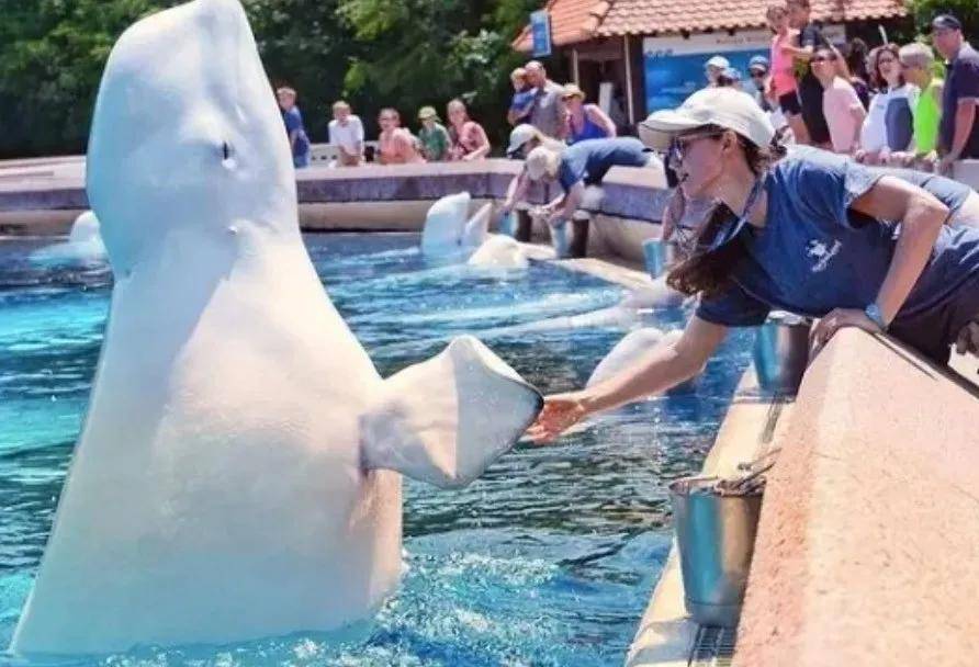 宁愿全部安乐死<strong></p>
<p>usdt钱包</strong>，也不给中国？加拿大养不起30头白鲸，中国愿接手，然而...