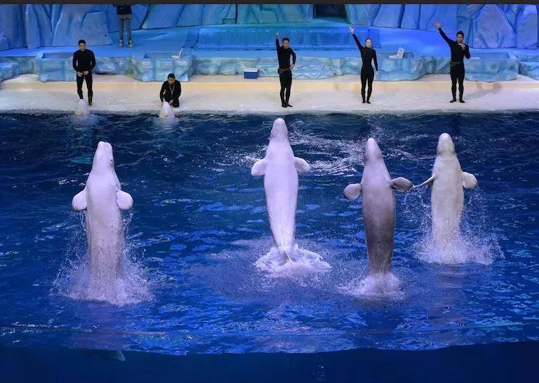 宁愿全部安乐死<strong></p>
<p>usdt钱包</strong>，也不给中国？加拿大养不起30头白鲸，中国愿接手，然而...