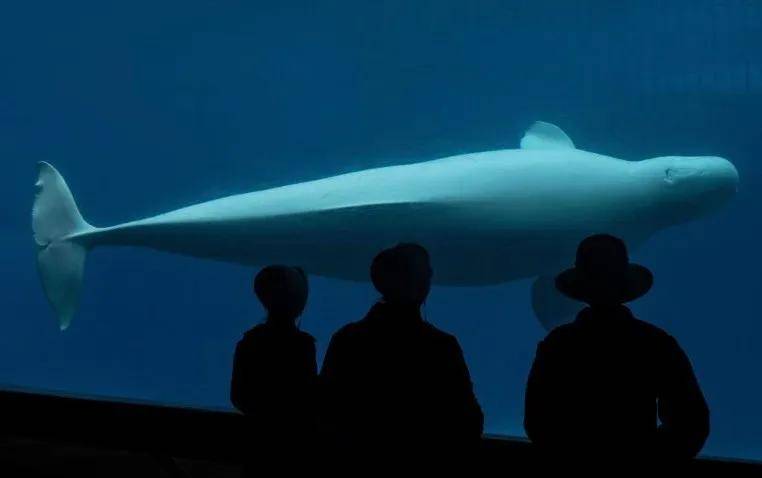 宁愿全部安乐死<strong></p>
<p>usdt钱包</strong>，也不给中国？加拿大养不起30头白鲸，中国愿接手，然而...