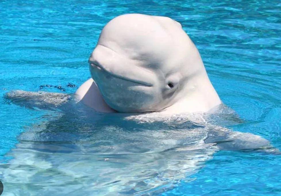 宁愿全部安乐死<strong></p>
<p>usdt钱包</strong>，也不给中国？加拿大养不起30头白鲸，中国愿接手，然而...