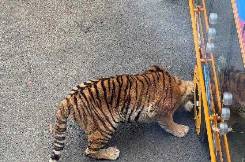 动物园观光车压碎老虎下巴<strong></p>
<p>usdt汇率</strong>？园方：初步检查未发现重大伤情