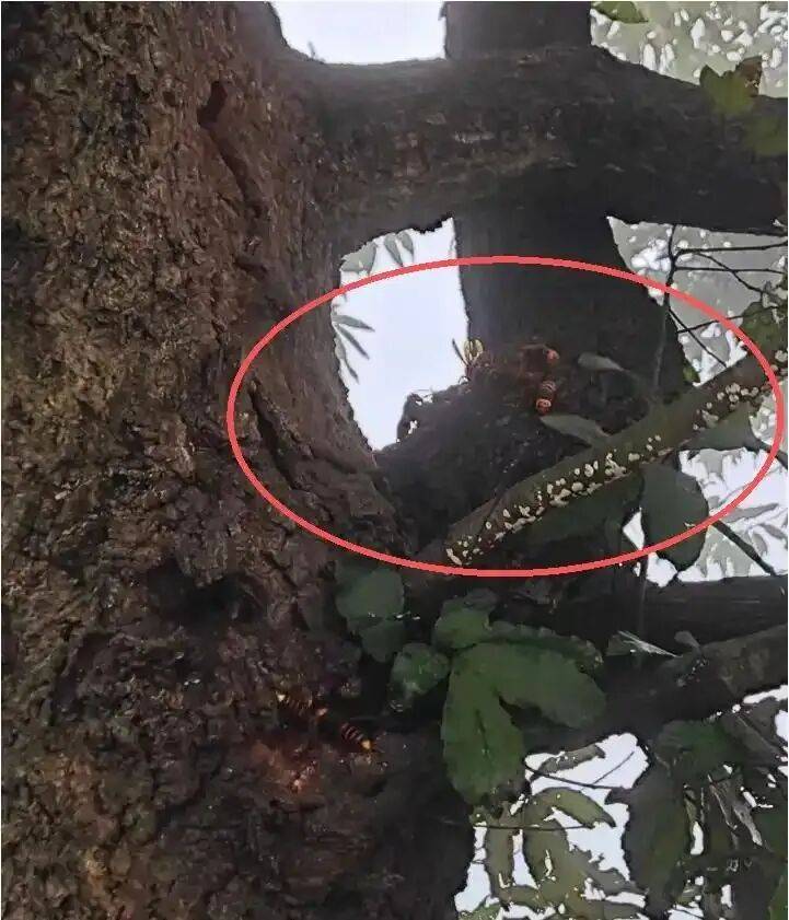 4名游客景区内遭马蜂袭击<strong></p>
<p>usdt币</strong>，旅游度假区：是森林公园不卖门票，蜇伤先就医后提供证据投诉