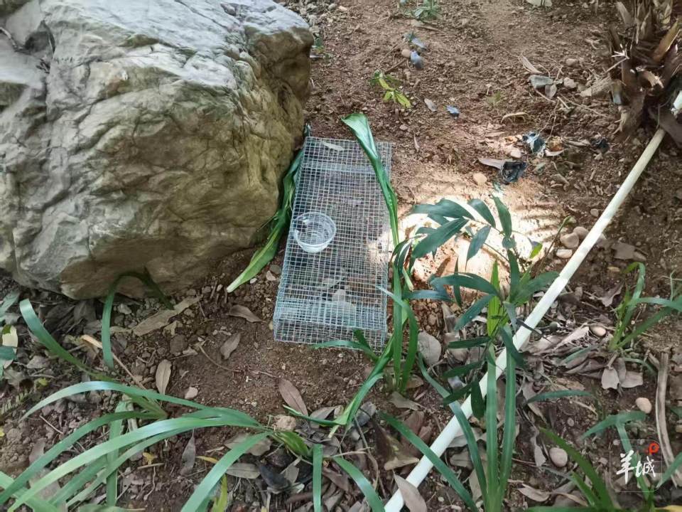 广州一小区蛇患频发：已抓超60条但未探测到蛇窝位置<strong></p>
<p>usdt钱包下载</strong>，多方介入