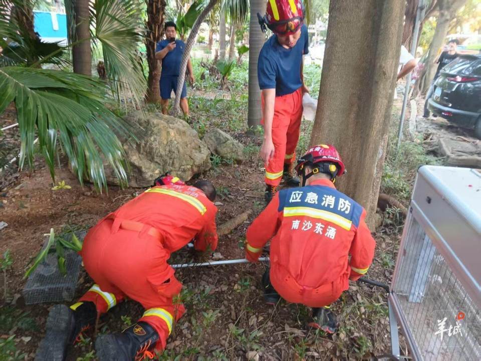 广州一小区蛇患频发：已抓超60条但未探测到蛇窝位置<strong></p>
<p>usdt钱包下载</strong>，多方介入