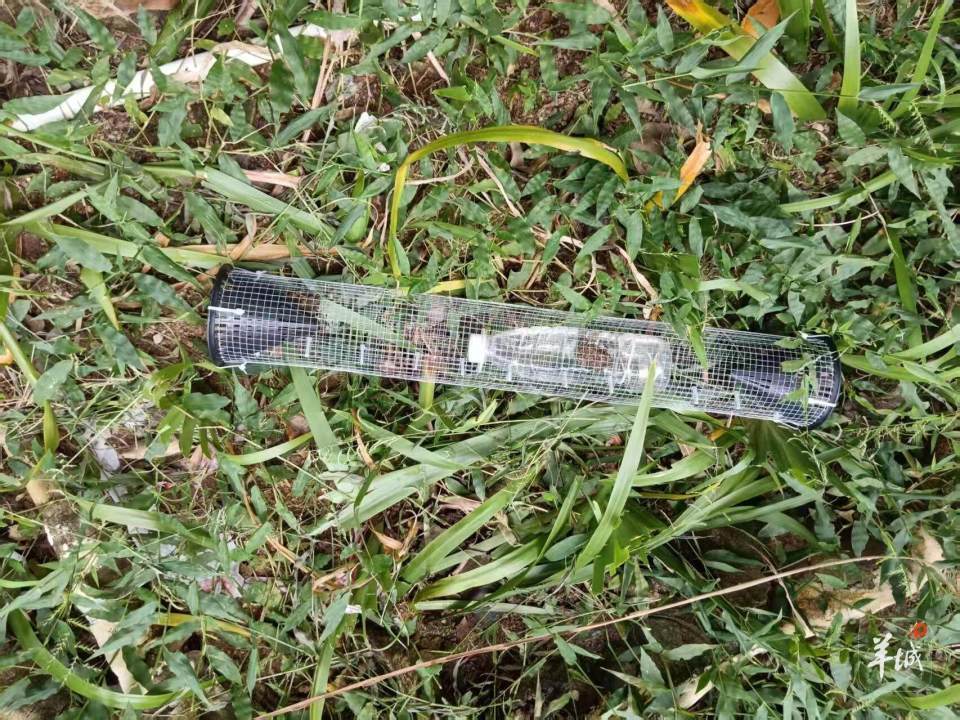 广州一小区蛇患频发：已抓超60条但未探测到蛇窝位置<strong></p>
<p>usdt钱包下载</strong>，多方介入