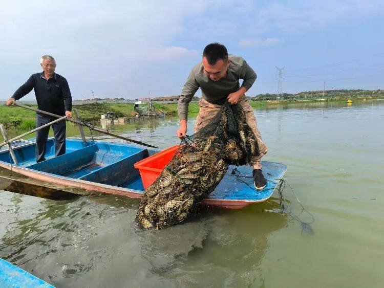 武汉江夏一地大闸蟹大量上市<strong></p>
<p>usdt价格</strong>，日产1000斤当天售完，每只螃蟹有自己的“身份证”，吃深海小黄鱼长大