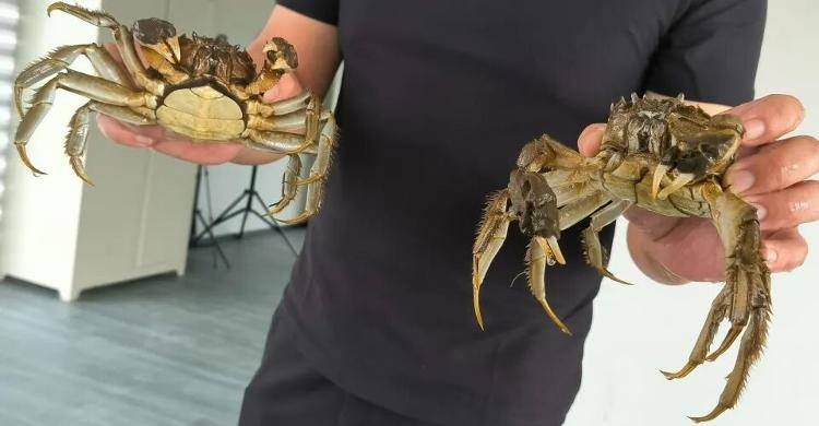 武汉江夏一地大闸蟹大量上市<strong></p>
<p>usdt价格</strong>，日产1000斤当天售完，每只螃蟹有自己的“身份证”，吃深海小黄鱼长大