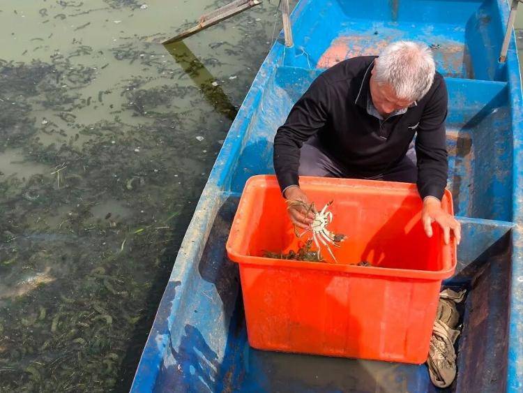 武汉江夏一地大闸蟹大量上市<strong></p>
<p>usdt价格</strong>，日产1000斤当天售完，每只螃蟹有自己的“身份证”，吃深海小黄鱼长大