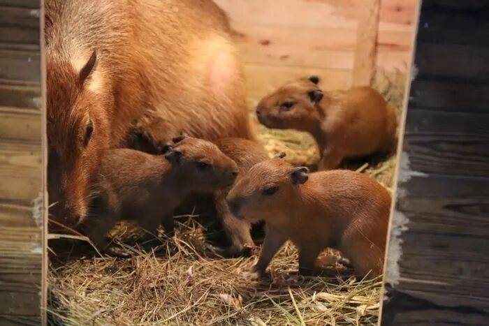 出生1小时就能独立行走<strong></p>
<p>usdt官网</strong>，济南动物园“果果”和“豚豚”的4只新生幼崽，周末和市民见面