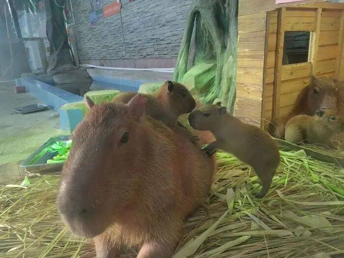 出生1小时就能独立行走<strong></p>
<p>usdt官网</strong>，济南动物园“果果”和“豚豚”的4只新生幼崽，周末和市民见面