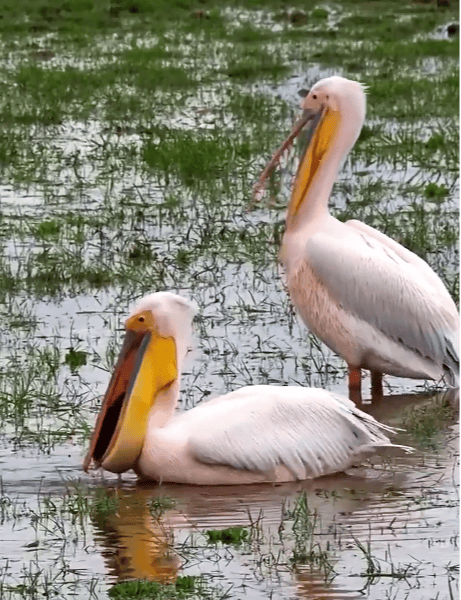 国家一级保护动物<strong></p>
<p>usdt支付</strong>，现身达州！