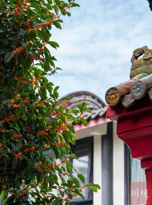 成都桂花又开了<strong></p>
<p>徐家汇股票</strong>？原来是因为……