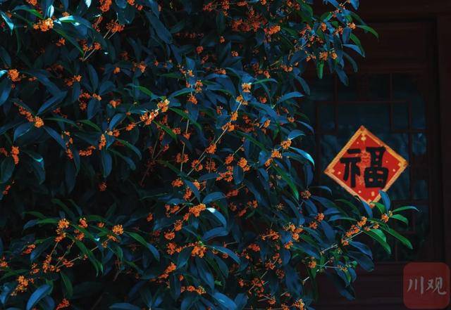 成都桂花又开了<strong></p>
<p>徐家汇股票</strong>？原来是因为……