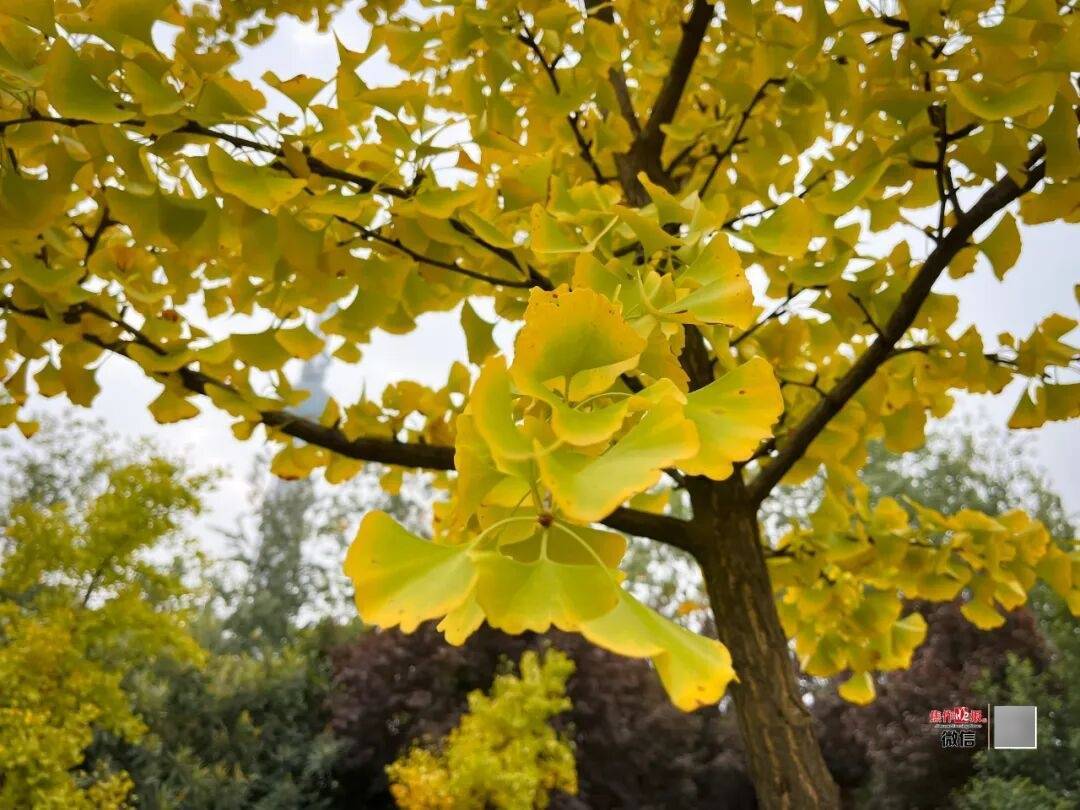 银杏金黄<strong></p>
<p>东方国信股票</strong>！铺满焦作的秋天！