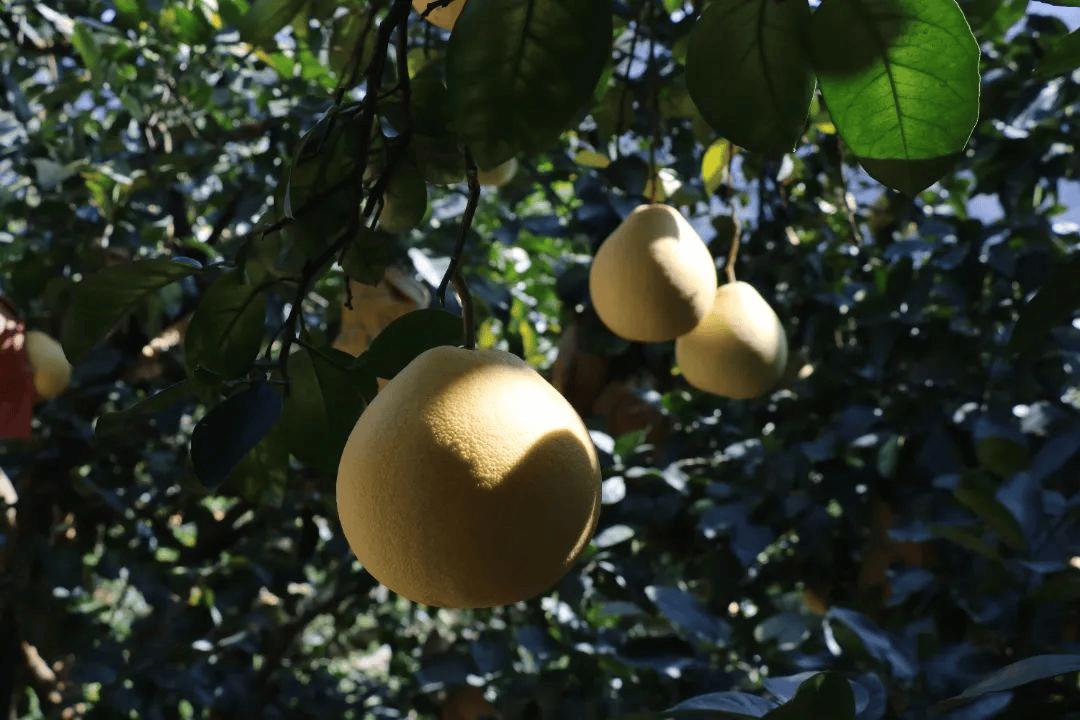 霜降至<strong></p>
<p>东方国信股票</strong>，气温会有反转吗？