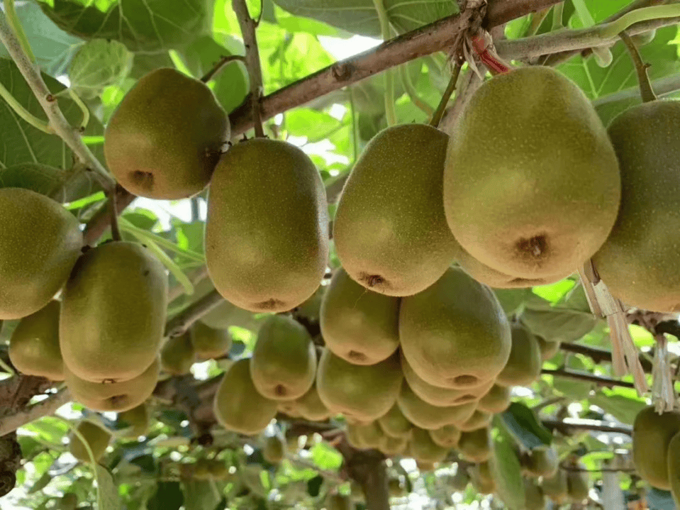 霜降至<strong></p>
<p>东方国信股票</strong>，气温会有反转吗？