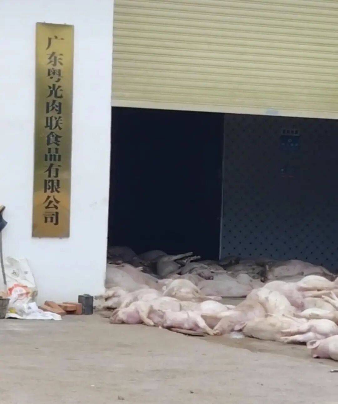 广东一肉联公司门口堆满死猪<strong></p>
<p>招商银行股票</strong>，官方：7人被控制