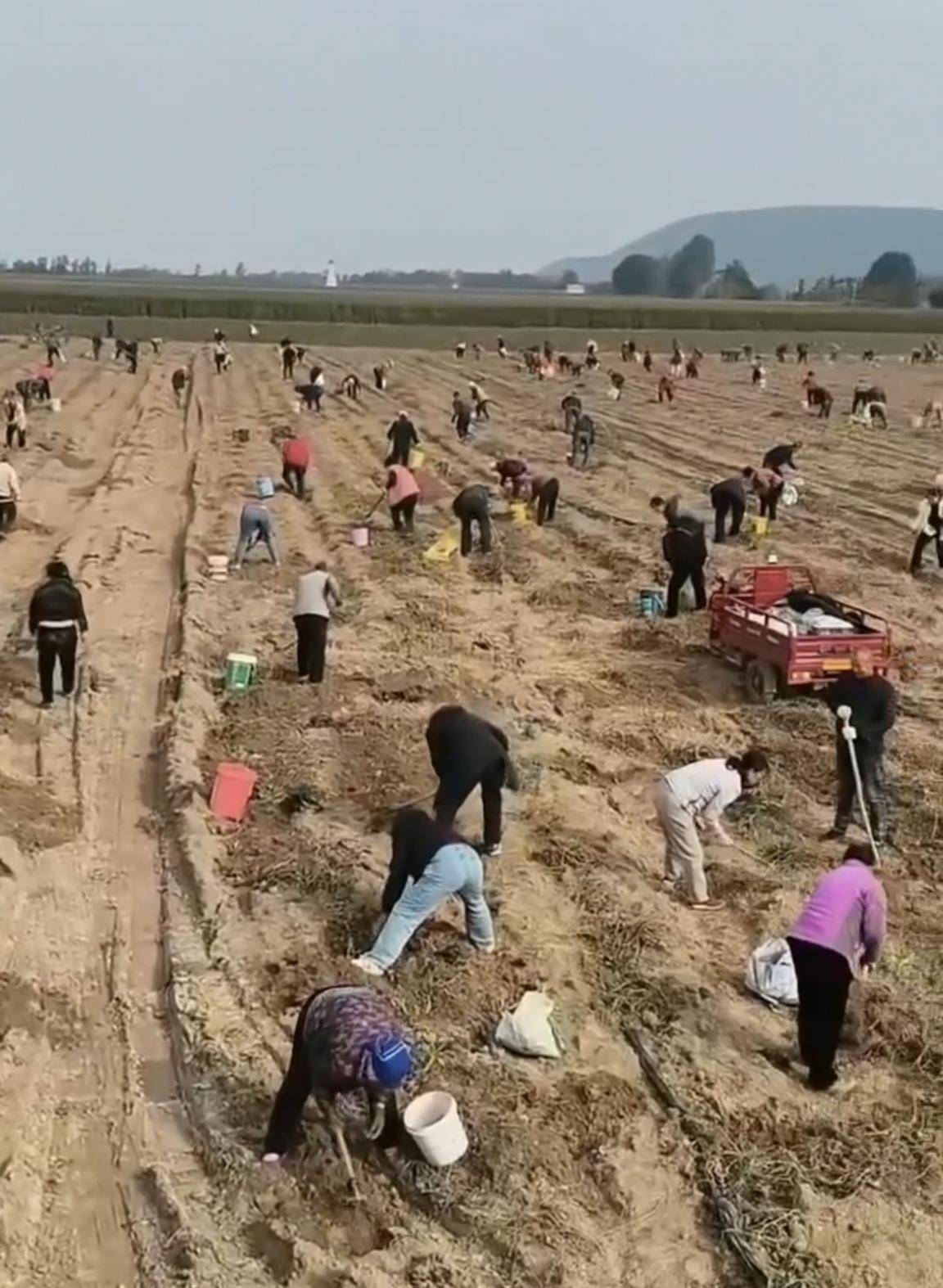 数百人冲进地里捡红薯<strong></p>
<p>光大证券股票</strong>，田主称是秋收剩下的，网友：免费翻地，利人利己