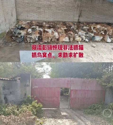 “成都一空置房非法囤猫”？官方通报：共发现被困小猫102只<strong></p>
<p>光大证券股票</strong>，未发现虐猫行为