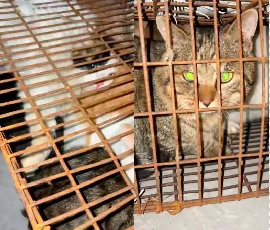 “成都一空置房非法囤猫”？官方通报：共发现被困小猫102只<strong></p>
<p>光大证券股票</strong>，未发现虐猫行为
