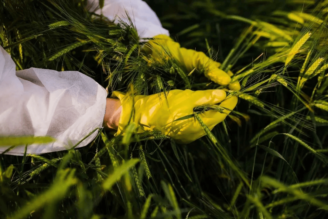 警惕<strong></p>
<p>中孚实业股票</strong>！田里有间谍