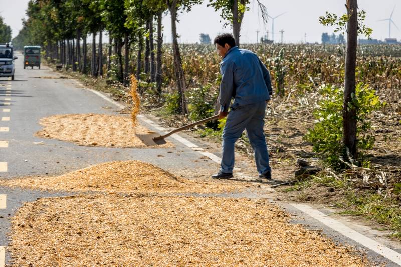 阴雨50天<strong></p>
<p>江南高纤股票</strong>，他用3200块救回30万斤玉米