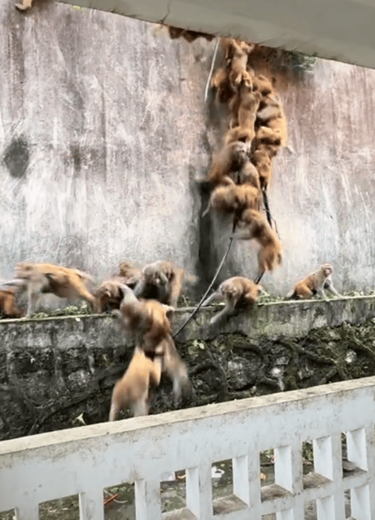 贵阳黔灵山下起“猴子雨”？当地称属猴群正常活动<strong></p>
<p>立讯精密股票</strong>，曾发猕猴分流公告：数量远超承载力