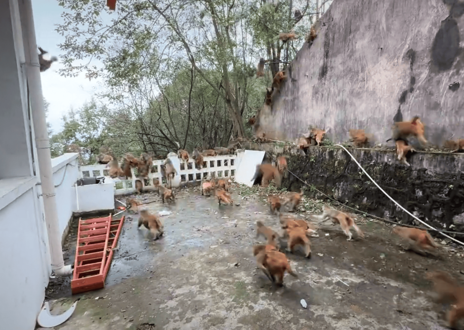 贵阳黔灵山下起“猴子雨”？当地称属猴群正常活动<strong></p>
<p>立讯精密股票</strong>，曾发猕猴分流公告：数量远超承载力