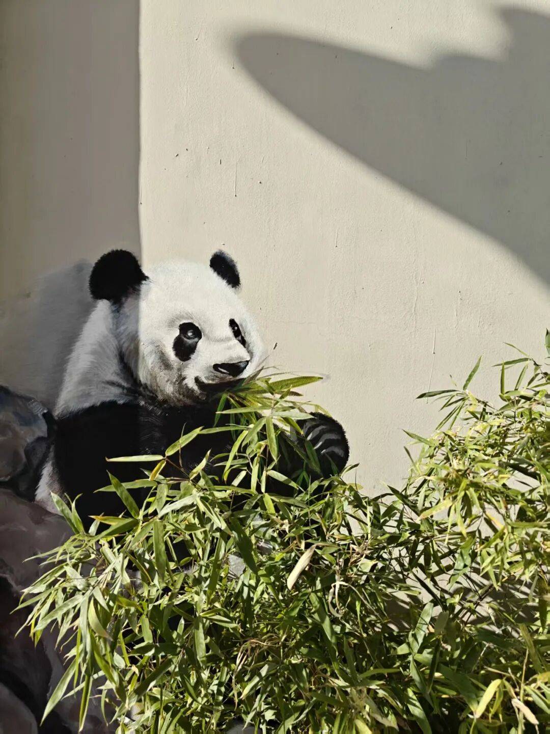 “颜值”出圈 天津和平区独山路这面彩绘墙“亮”<strong></p>
<p>启明星辰股票</strong>了