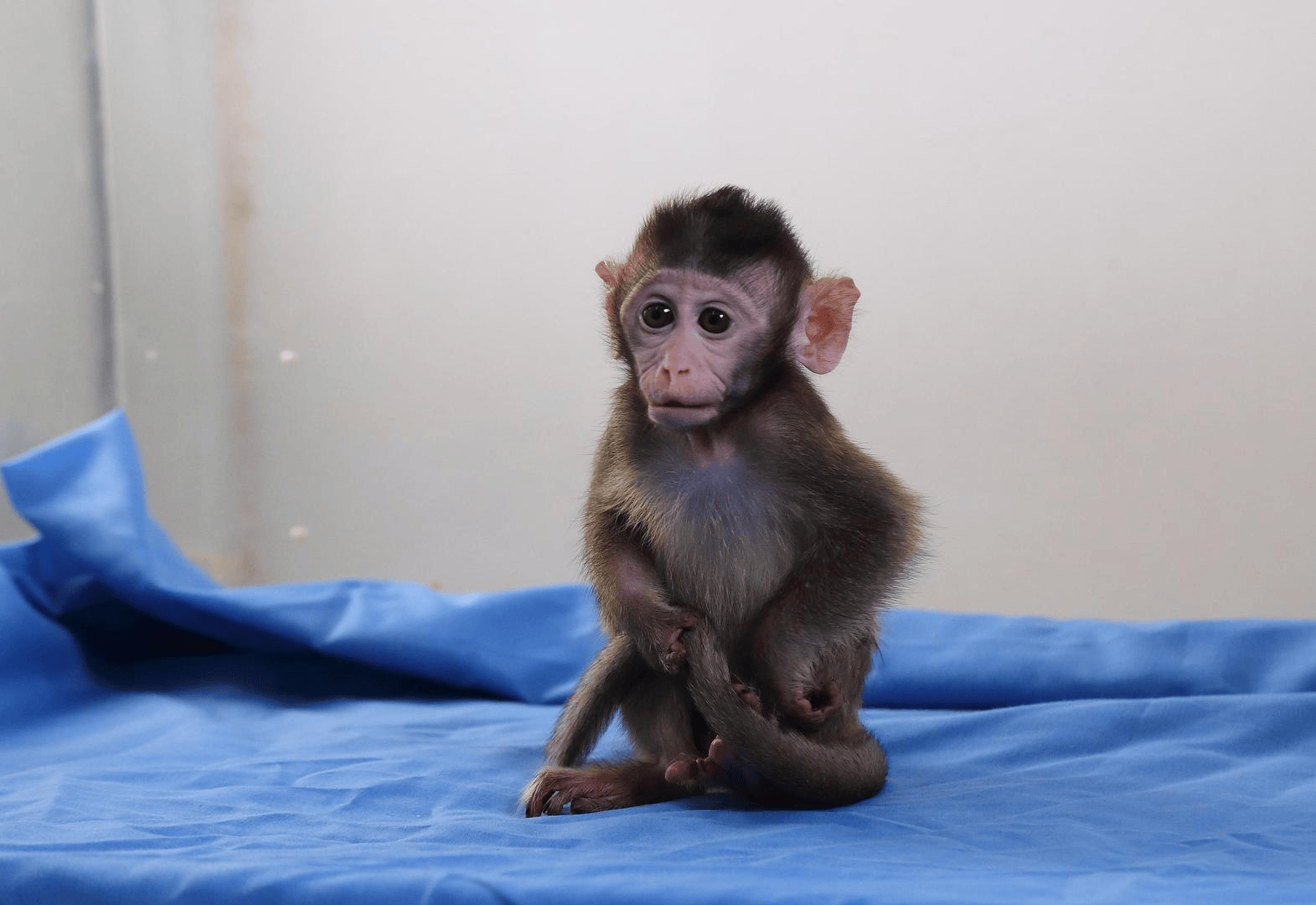 有价无猴！实验猴价格暴涨<strong></p>
<p>中航重机股票</strong>，有猴场明年的猴都被订光，繁殖率已跟不上｜调查